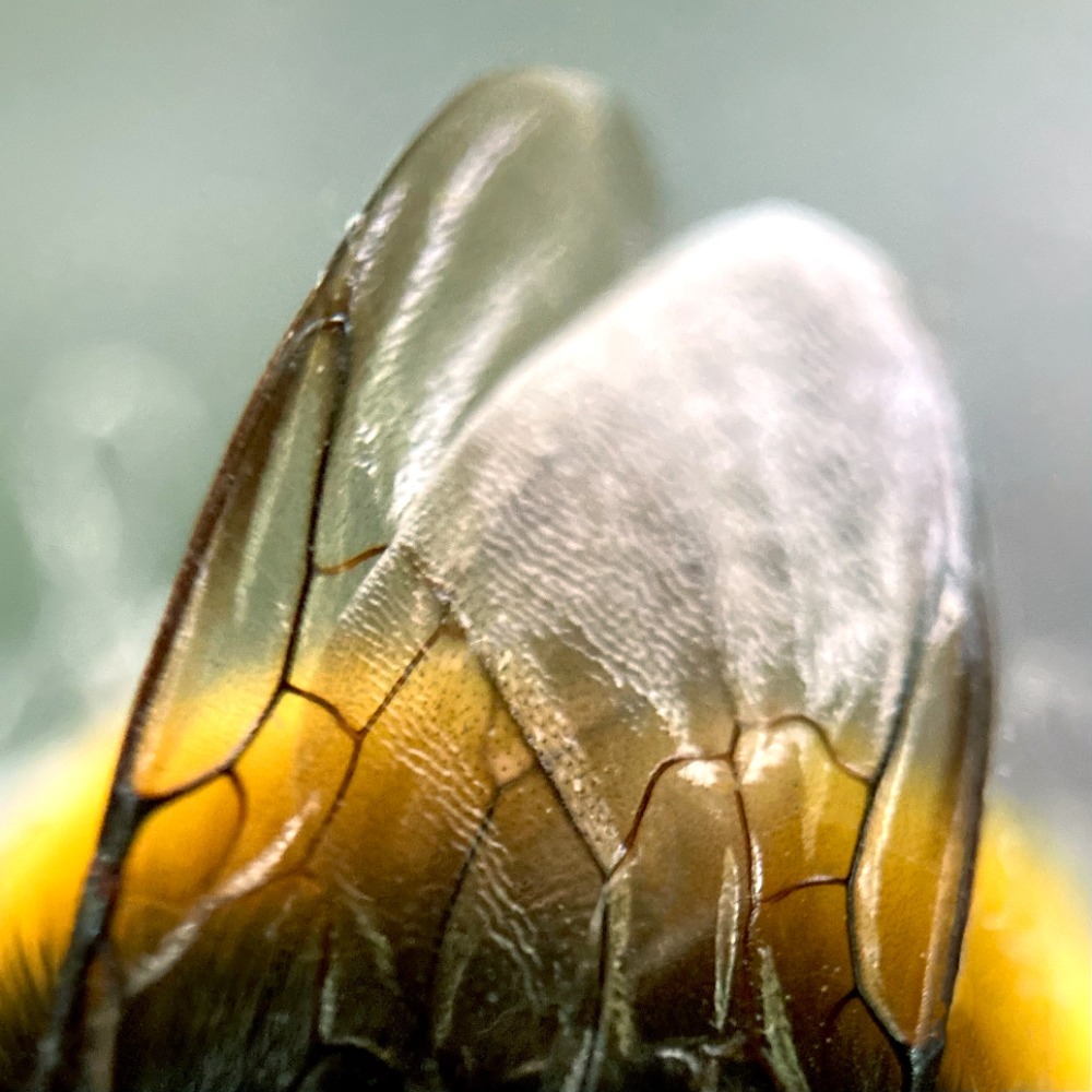 Bees wings by Irish photographer Caoimhe Morgan