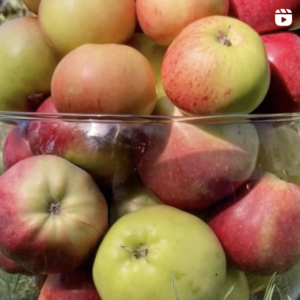 caoimhe morgan instagram apples