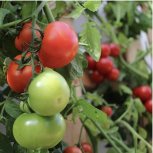caoimhe morgan instagram tomatoes